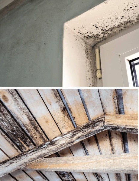 Mold, The Hidden Health Hazards of Every Building and Residence